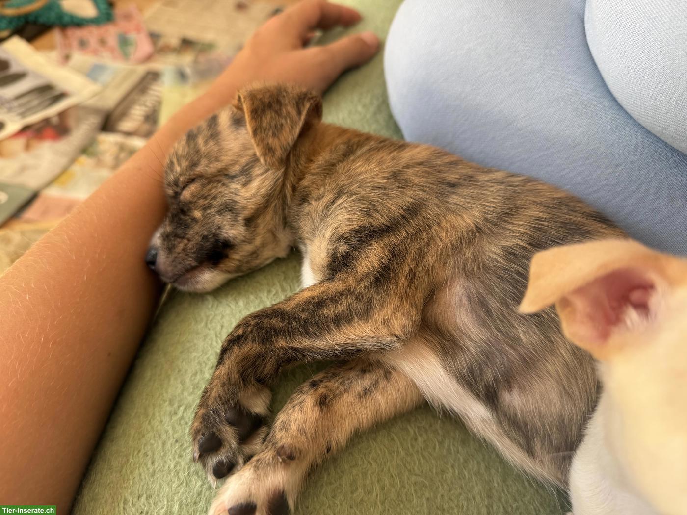 Bild 7: Chihuahua Mix Welpen, gesund und robust