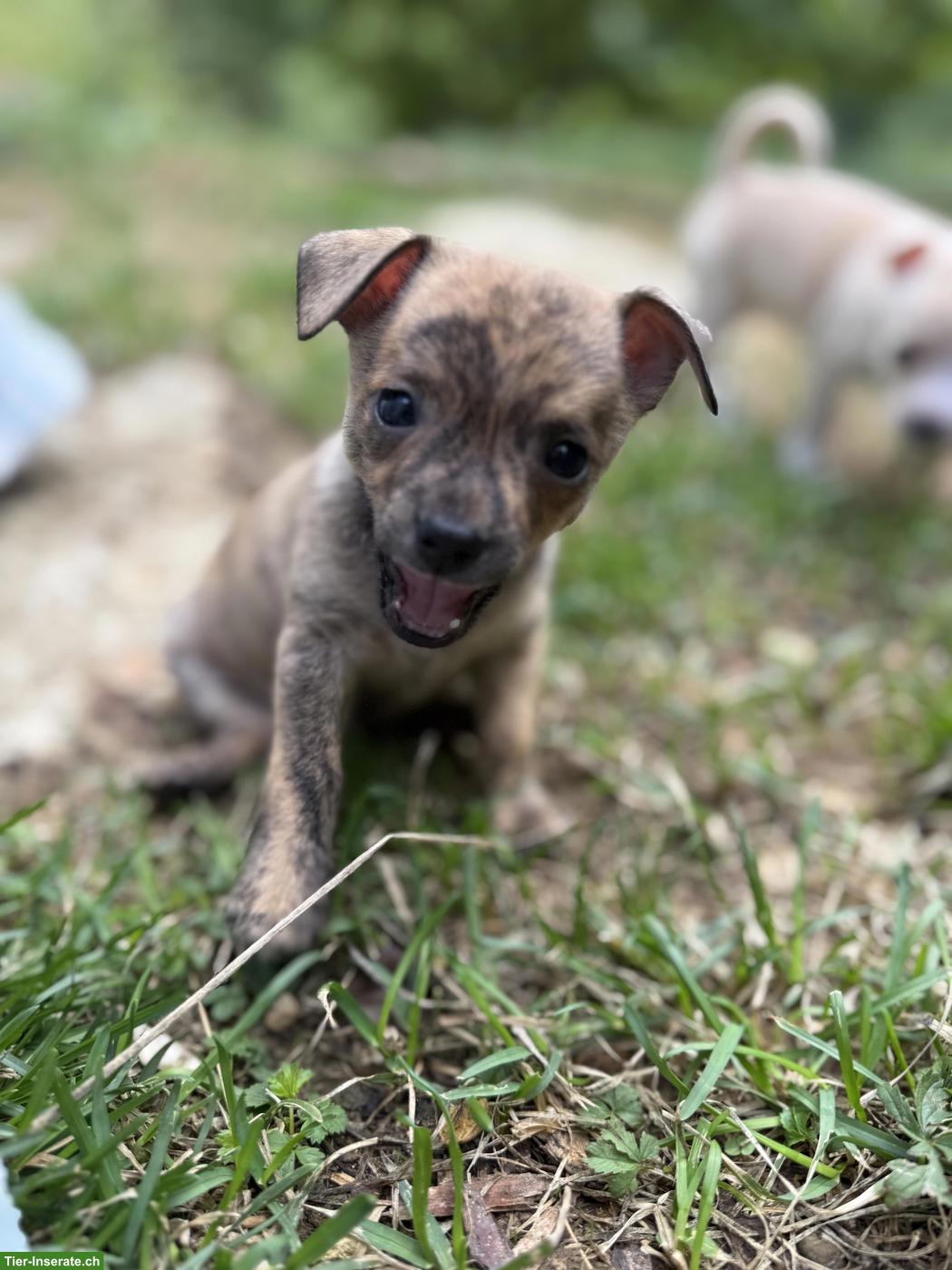 Bild 8: Chihuahua Mix Welpen, gesund und robust