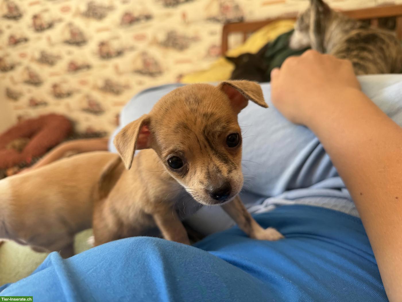 Bild 9: Chihuahua Mix Welpen, gesund und robust