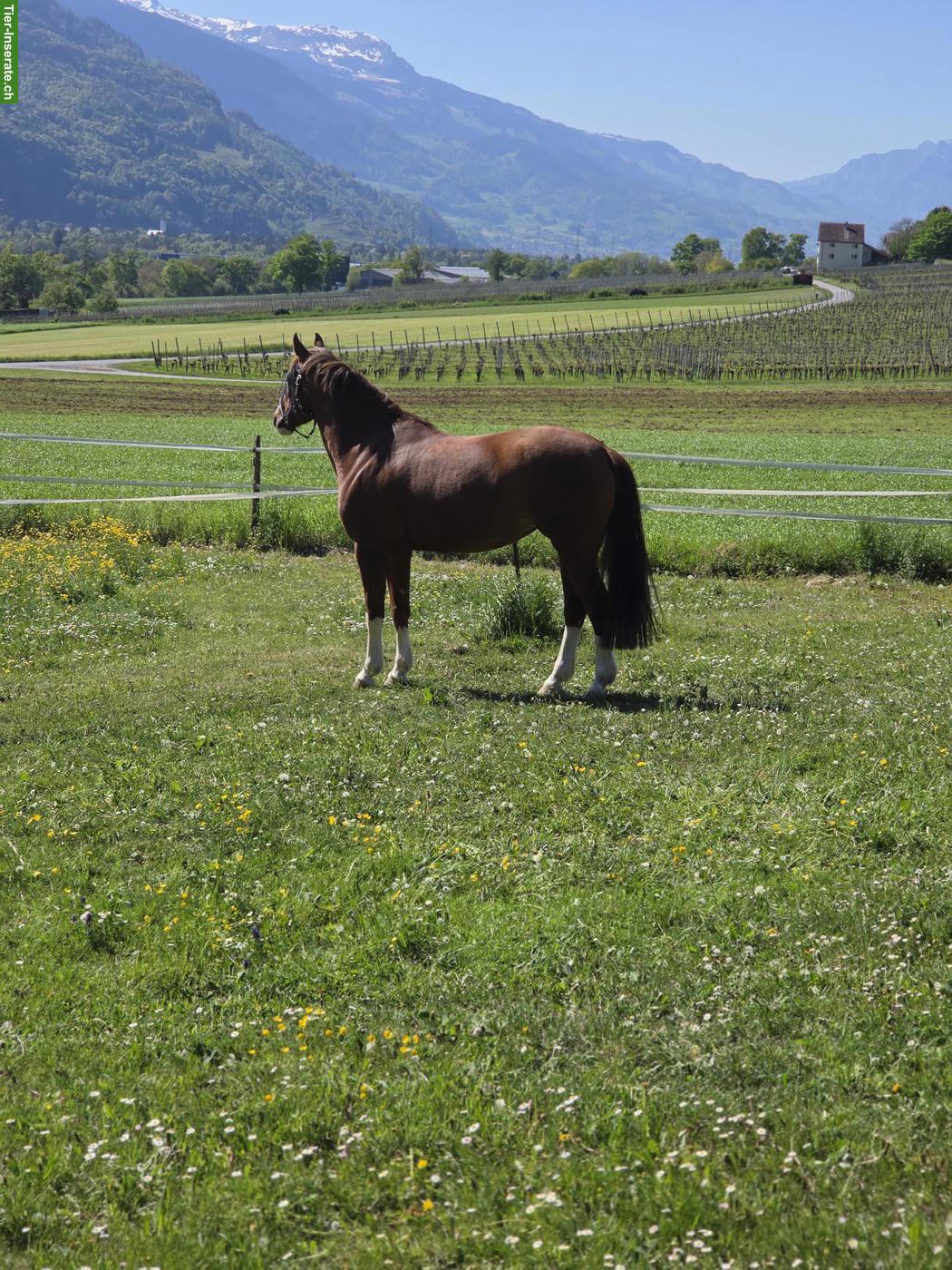 Reitbeteiligung für 7-jähriger Freiberger Stute in Jenins GR