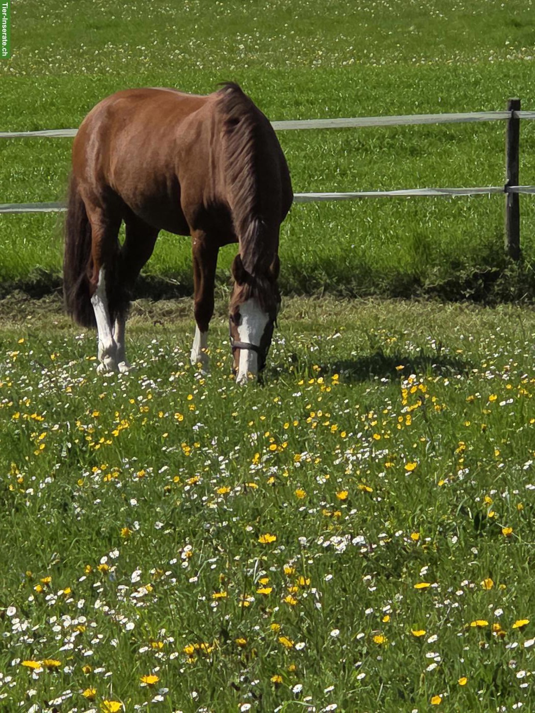 Bild 2: Reitbeteiligung für 7-jähriger Freiberger Stute in Jenins GR