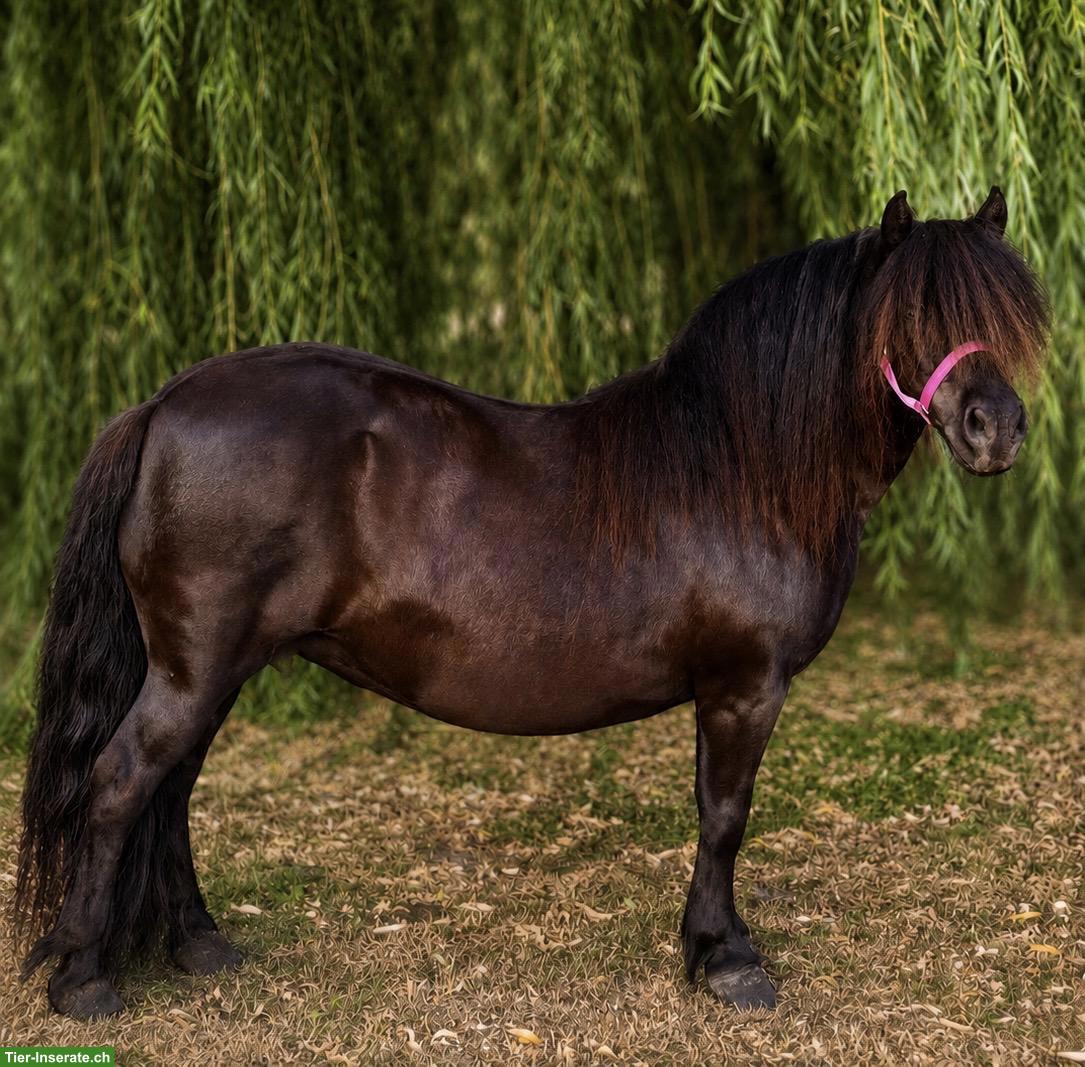 XXL Shetlandpony Stute, 15-jährig
