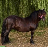XXL Shetlandpony Stute, 15-jährig