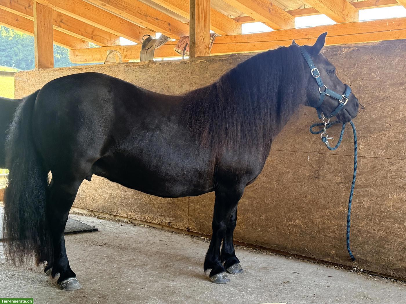 Bild 2: XXL Shetlandpony Stute, 15-jährig