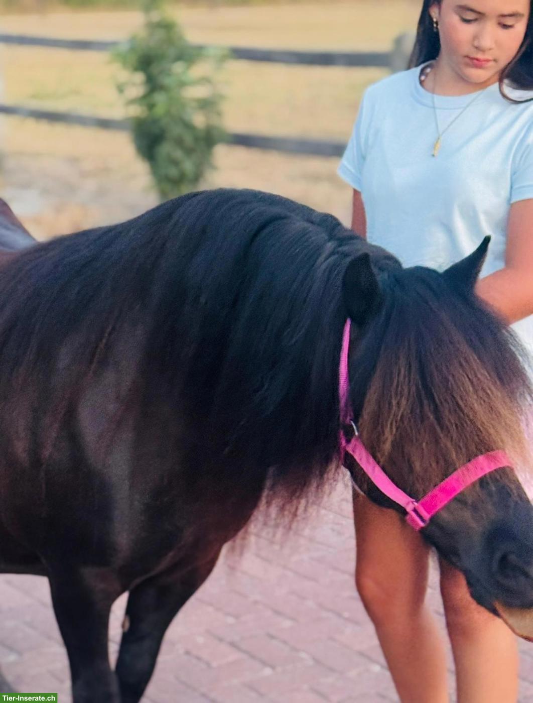 Bild 3: XXL Shetlandpony Stute, 15-jährig