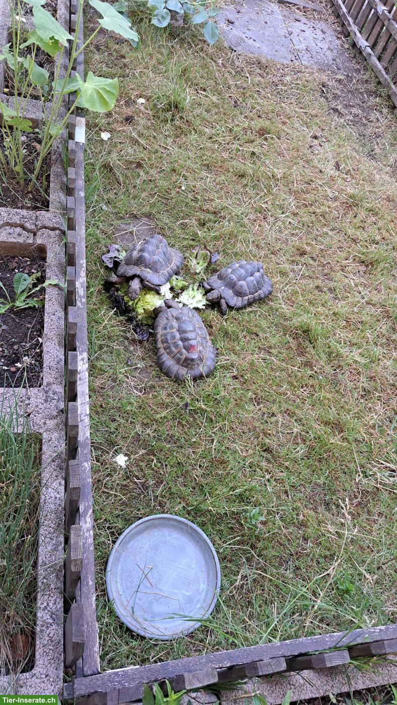 Maurische Landschildkröten suchen liebevollen Platz