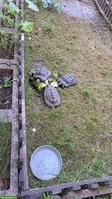 Maurische Landschildkröten suchen liebevollen Platz