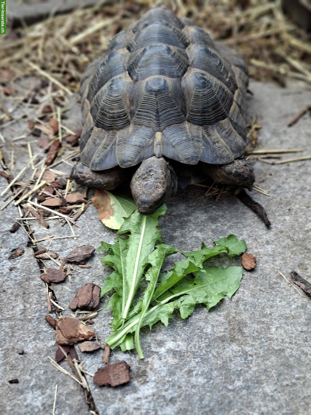 Bild 2: Maurische Landschildkröten suchen liebevollen Platz