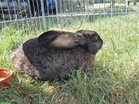 Belgische Riesen Häsin, 2 Jahre