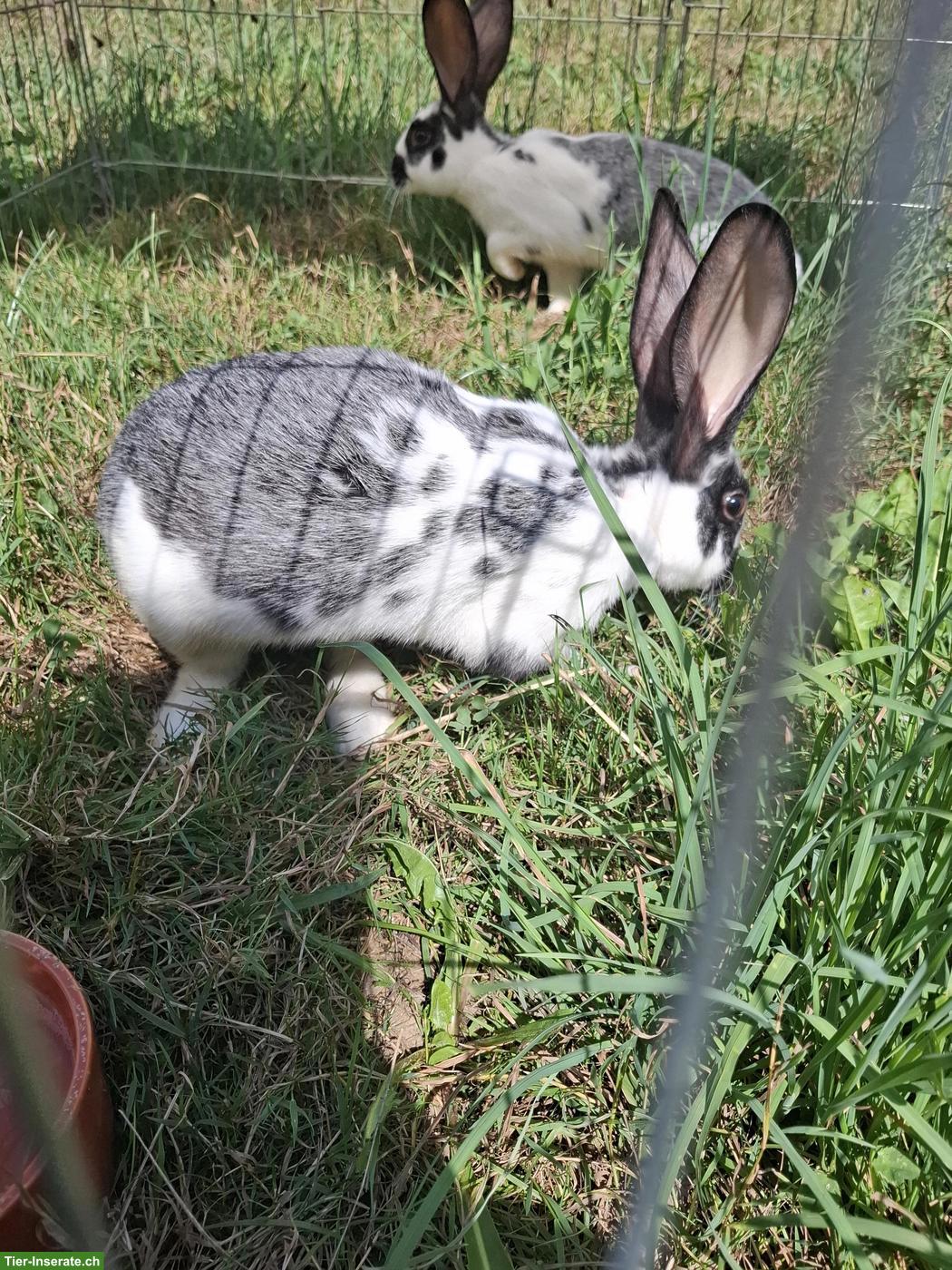 Junge Kaninchen, Champagner x Deutsche Riesen