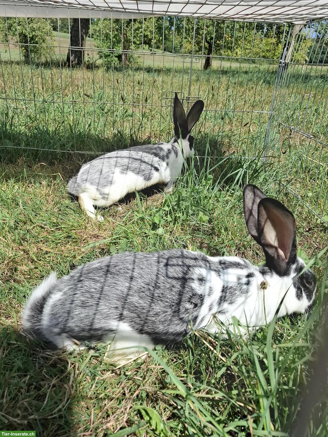 Bild 2: Junge Kaninchen, Champagner x Deutsche Riesen