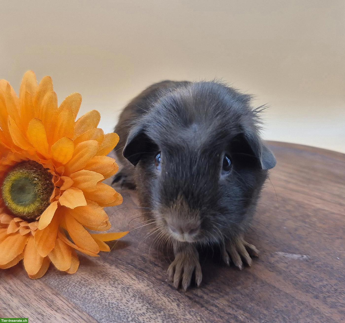 Super süsse Crested Meerschweinchen Frühkastraten