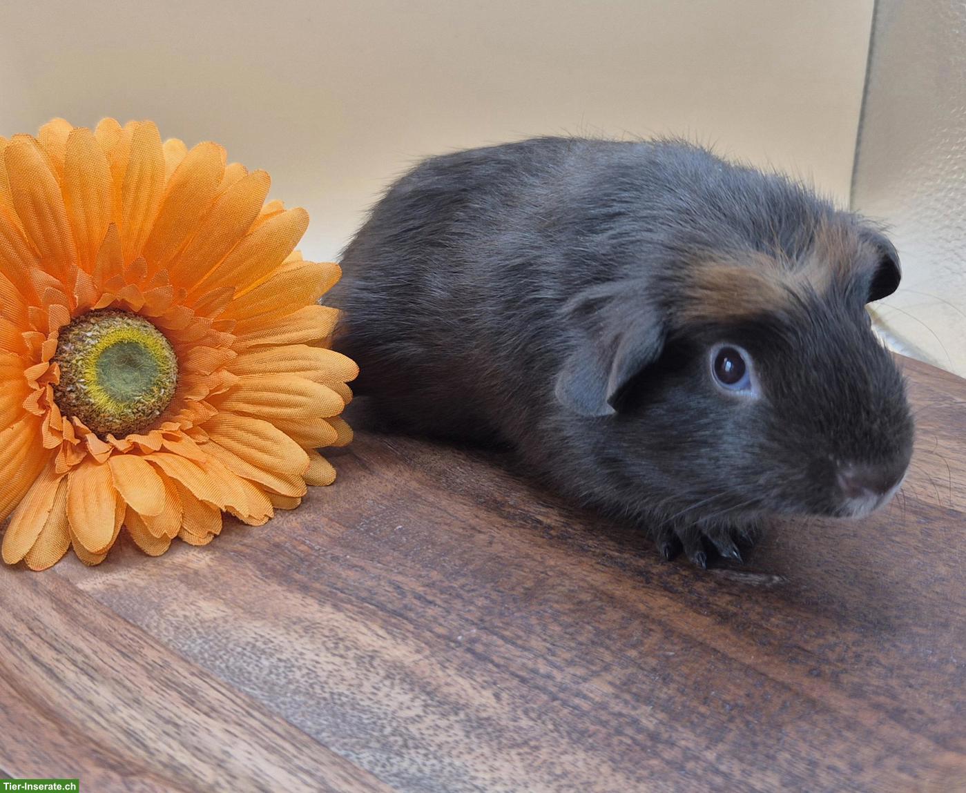 Bild 2: Super süsse Crested Meerschweinchen Frühkastraten