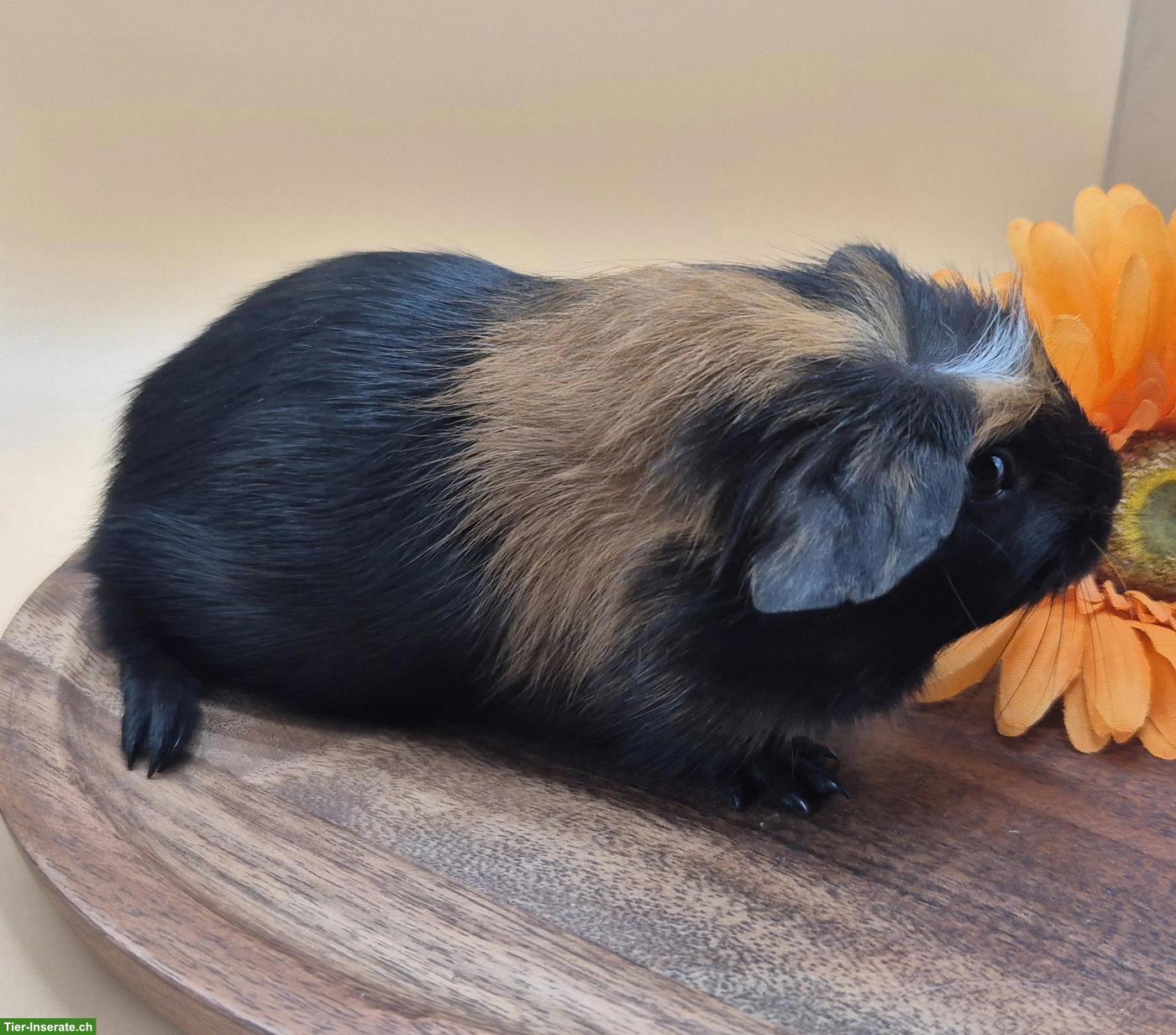 Bild 3: Super süsse Crested Meerschweinchen Frühkastraten