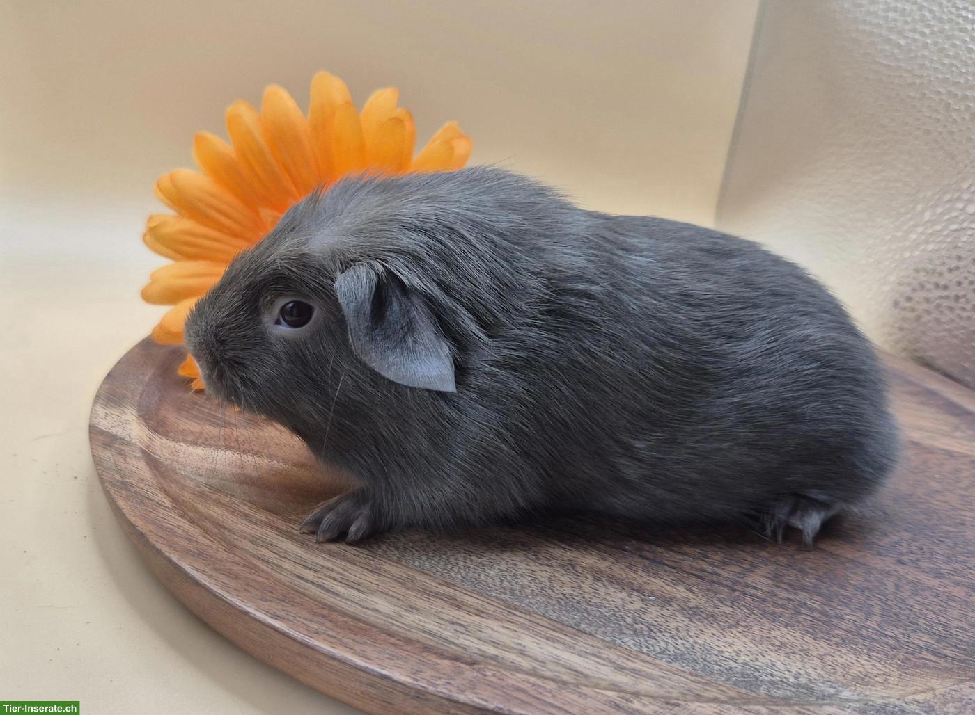 Bild 4: Super süsse Crested Meerschweinchen Frühkastraten