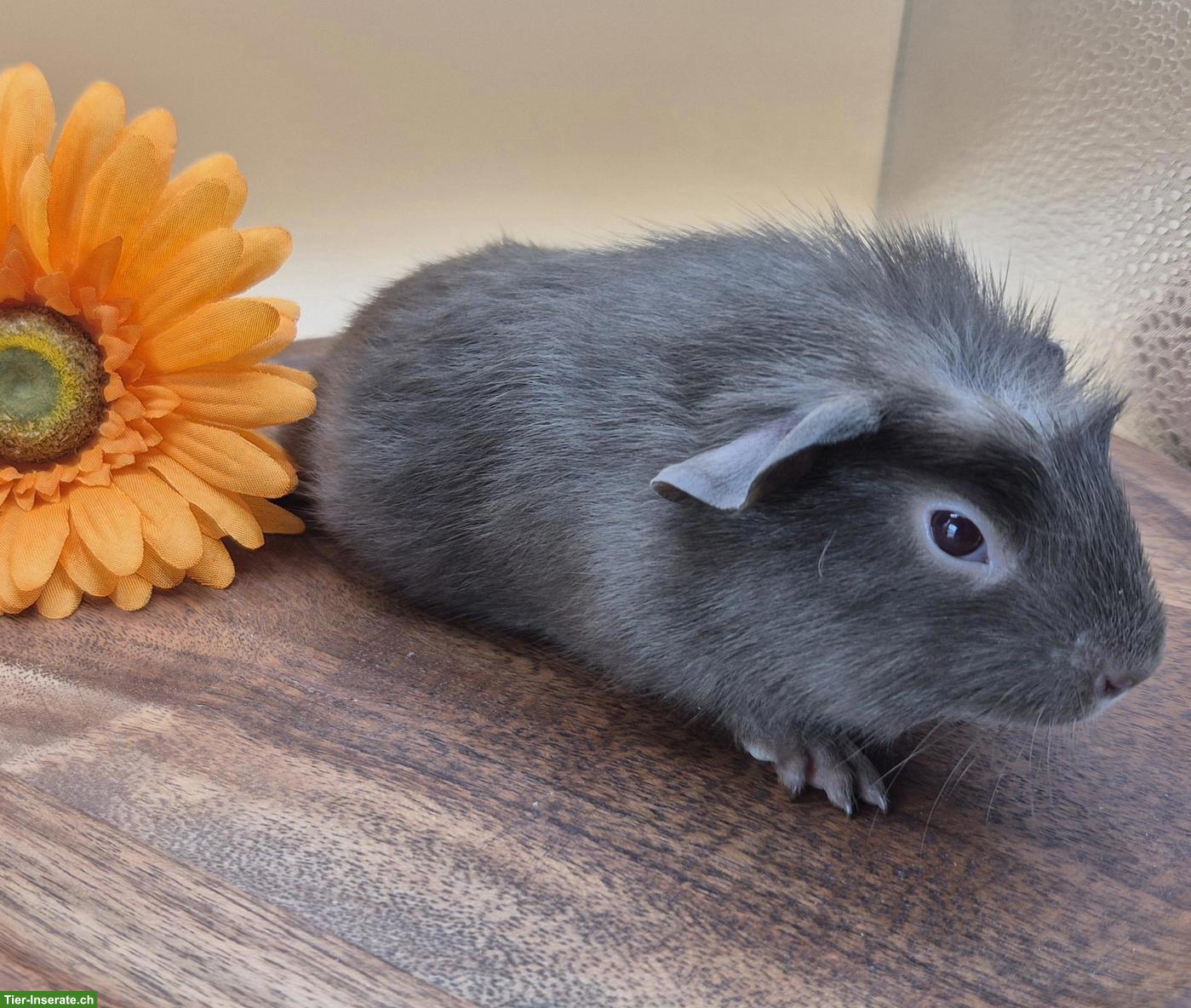 Bild 5: Super süsse Crested Meerschweinchen Frühkastraten