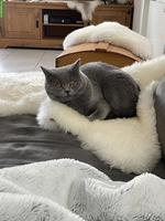 BKH Katzengeschwister (5-jährig) suchen ein neues Zuhause