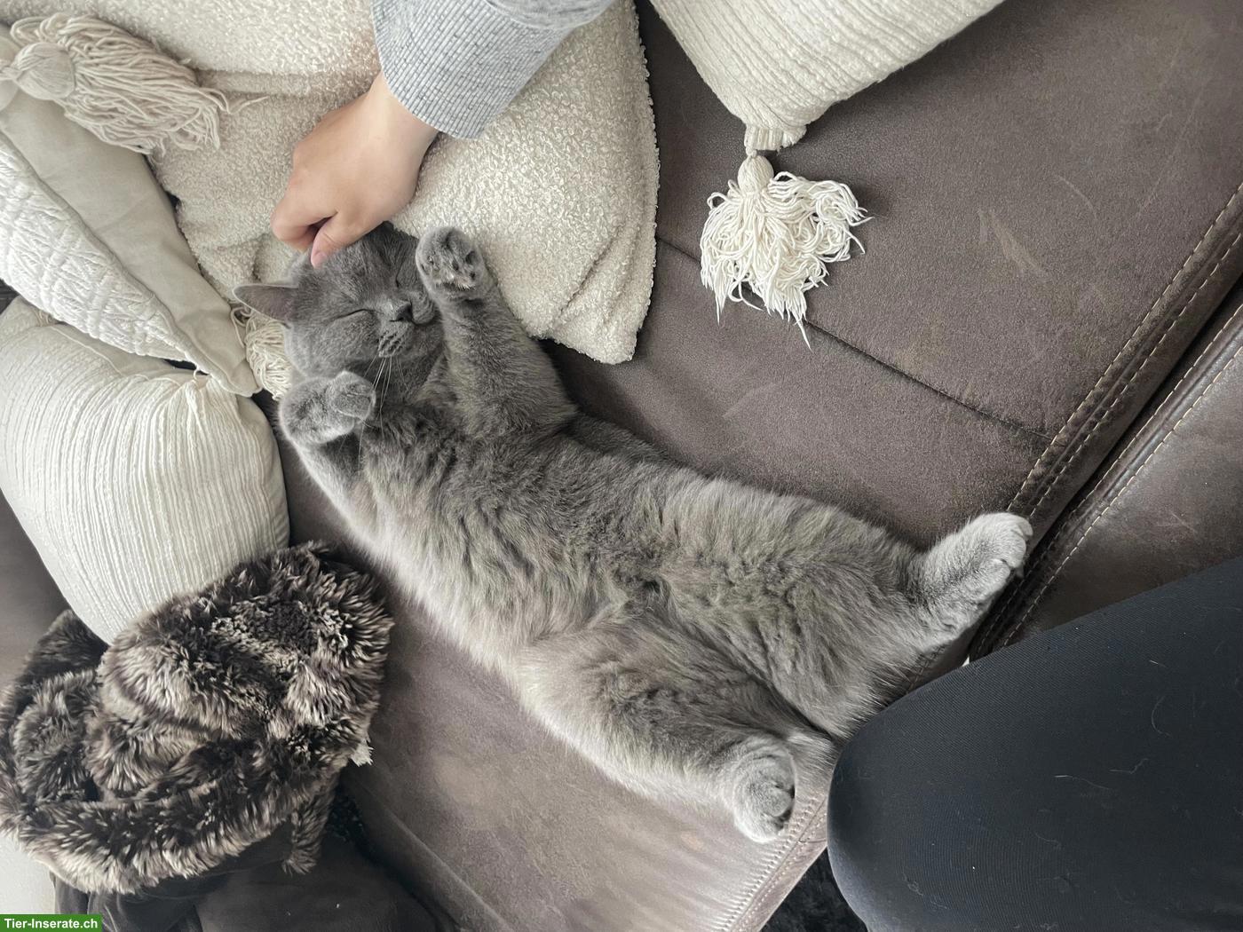 Bild 2: BKH Katzengeschwister (5-jährig) suchen ein neues Zuhause