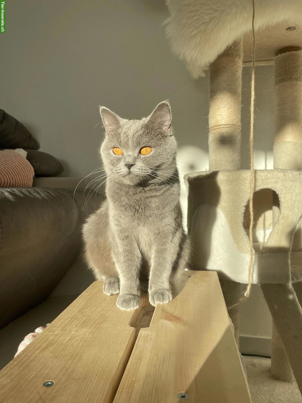 Bild 4: BKH Katzengeschwister (5-jährig) suchen ein neues Zuhause