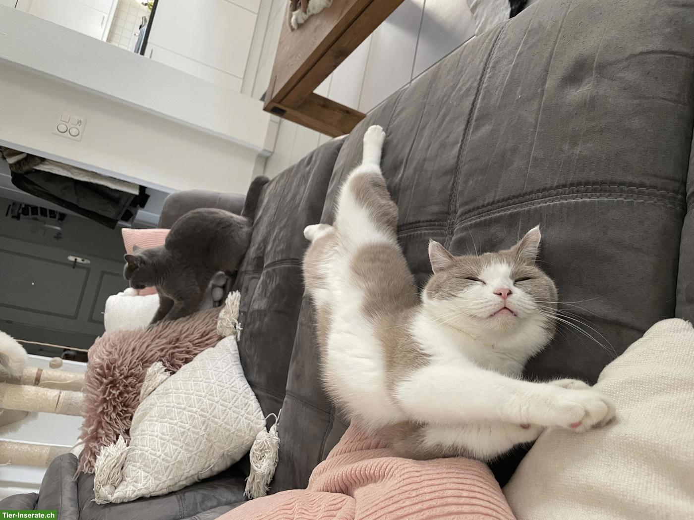 Bild 5: BKH Katzengeschwister (5-jährig) suchen ein neues Zuhause