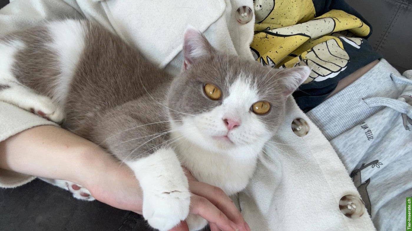 Bild 6: BKH Katzengeschwister (5-jährig) suchen ein neues Zuhause