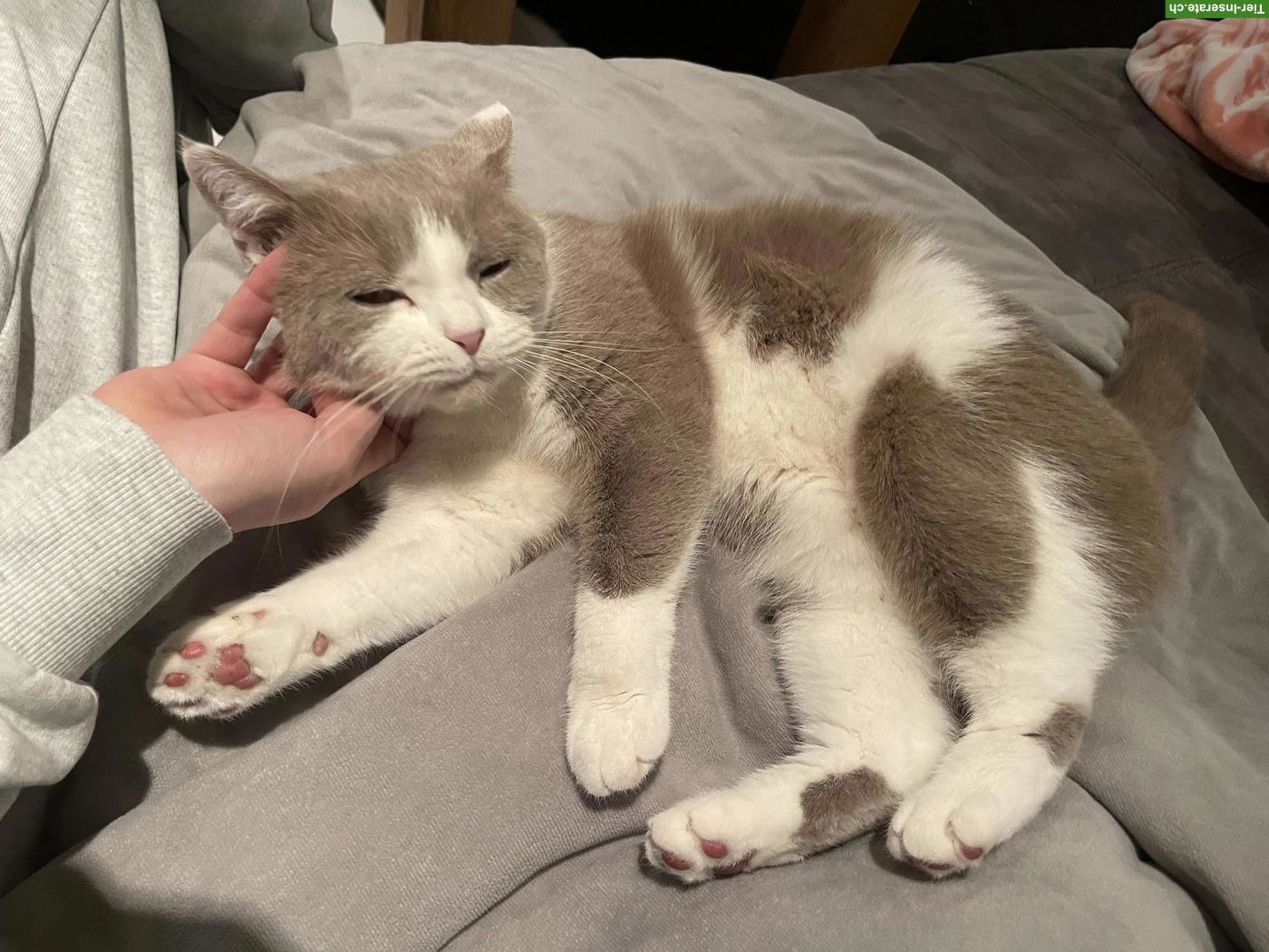 Bild 7: BKH Katzengeschwister (5-jährig) suchen ein neues Zuhause