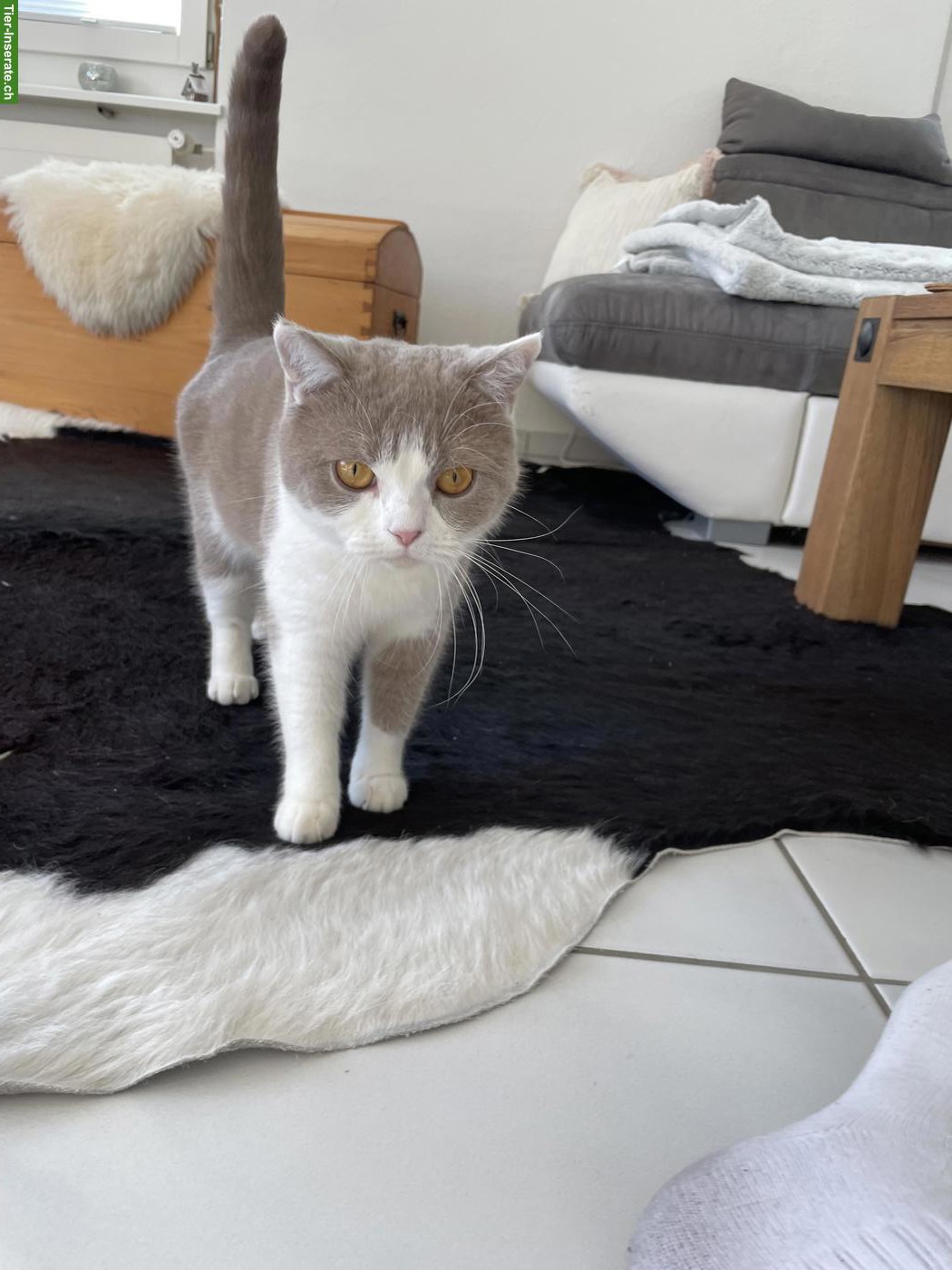 Bild 8: BKH Katzengeschwister (5-jährig) suchen ein neues Zuhause