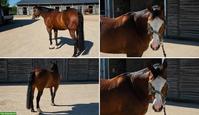 Quarter Horse Wallach, top ausgebildeter Freizeitpartner bei Basel