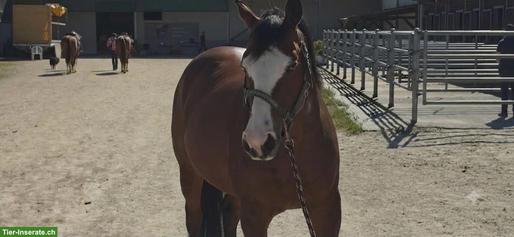 Bild 2: Quarter Horse Wallach, top ausgebildeter Freizeitpartner bei Basel
