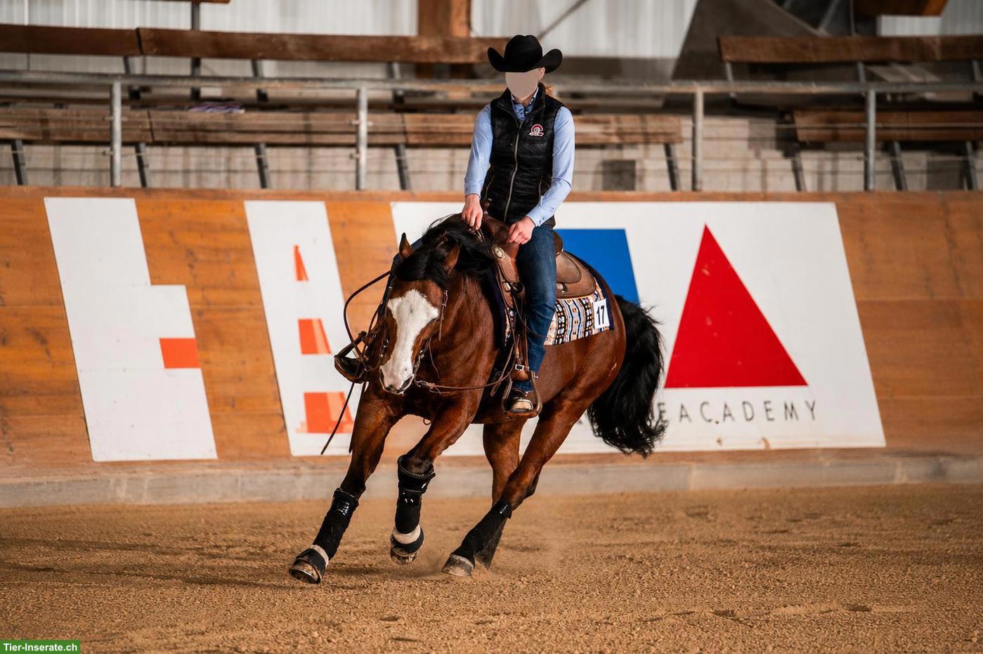Bild 3: Quarter Horse Wallach, top ausgebildeter Freizeitpartner bei Basel