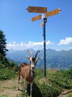 Kastrierter Ziegenbock, zutraulich, trekkingerfahren