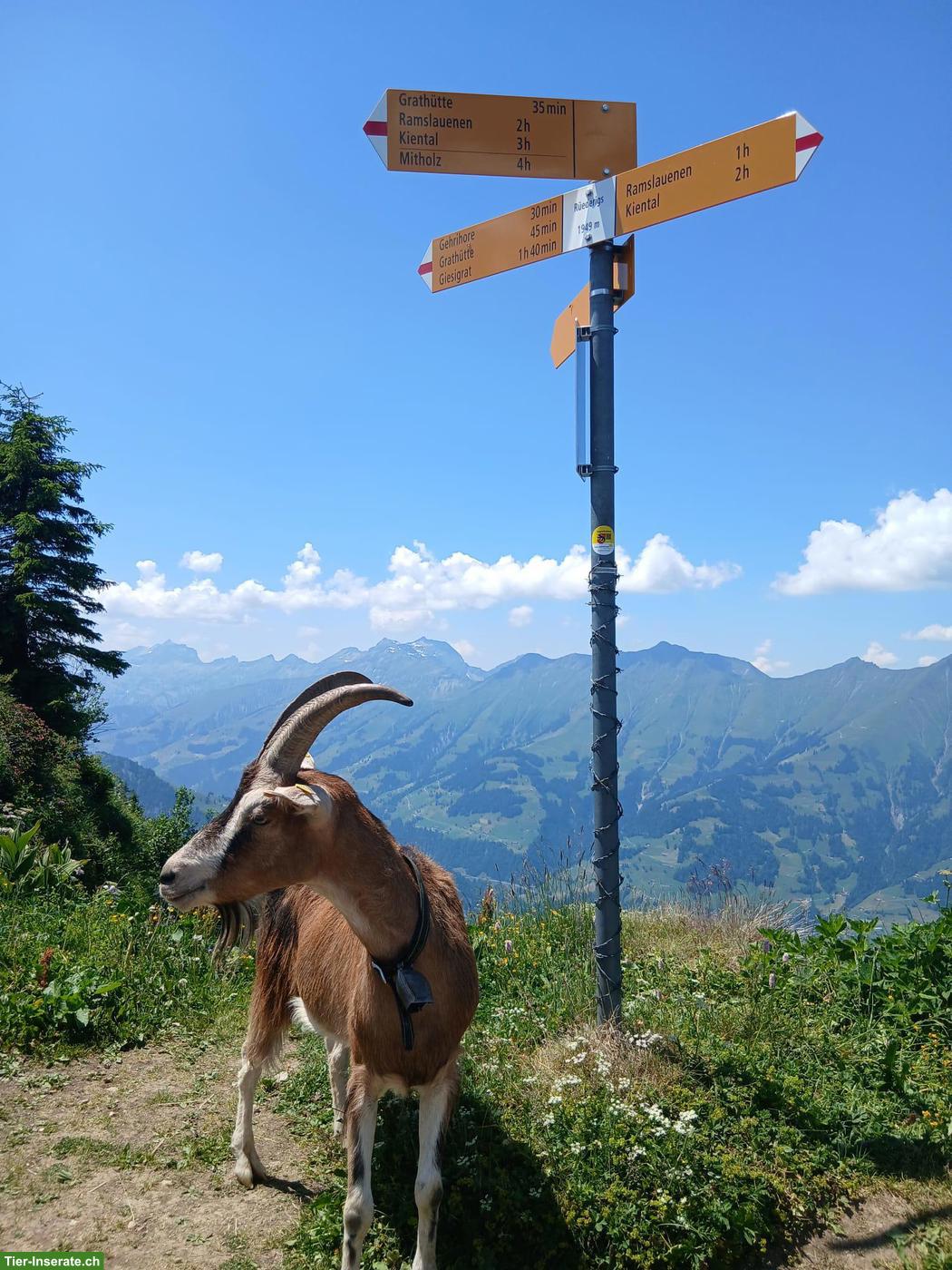Bild 2: Kastrierter Ziegenbock, zutraulich, trekkingerfahren