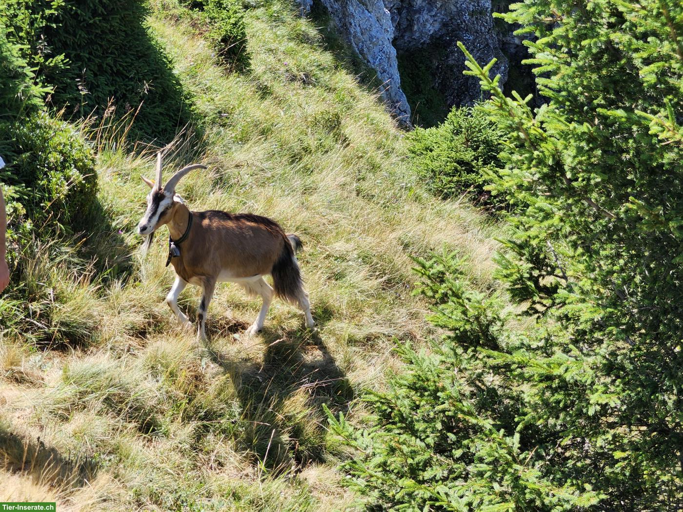 Bild 3: Kastrierter Ziegenbock, zutraulich, trekkingerfahren