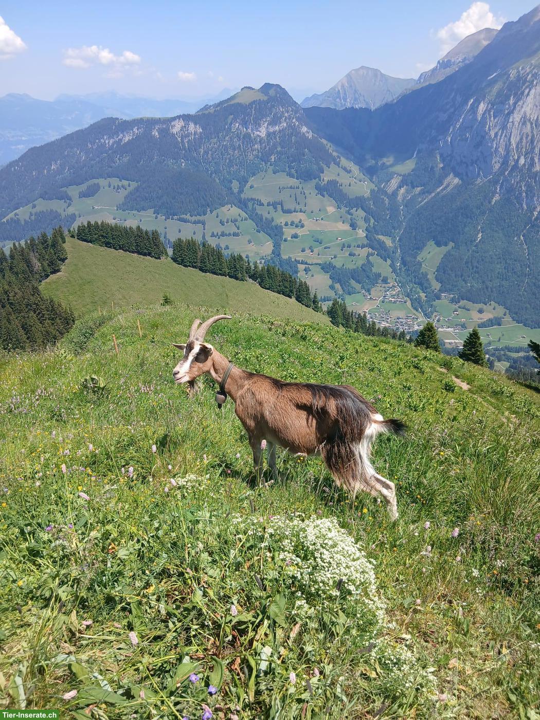 Bild 4: Kastrierter Ziegenbock, zutraulich, trekkingerfahren