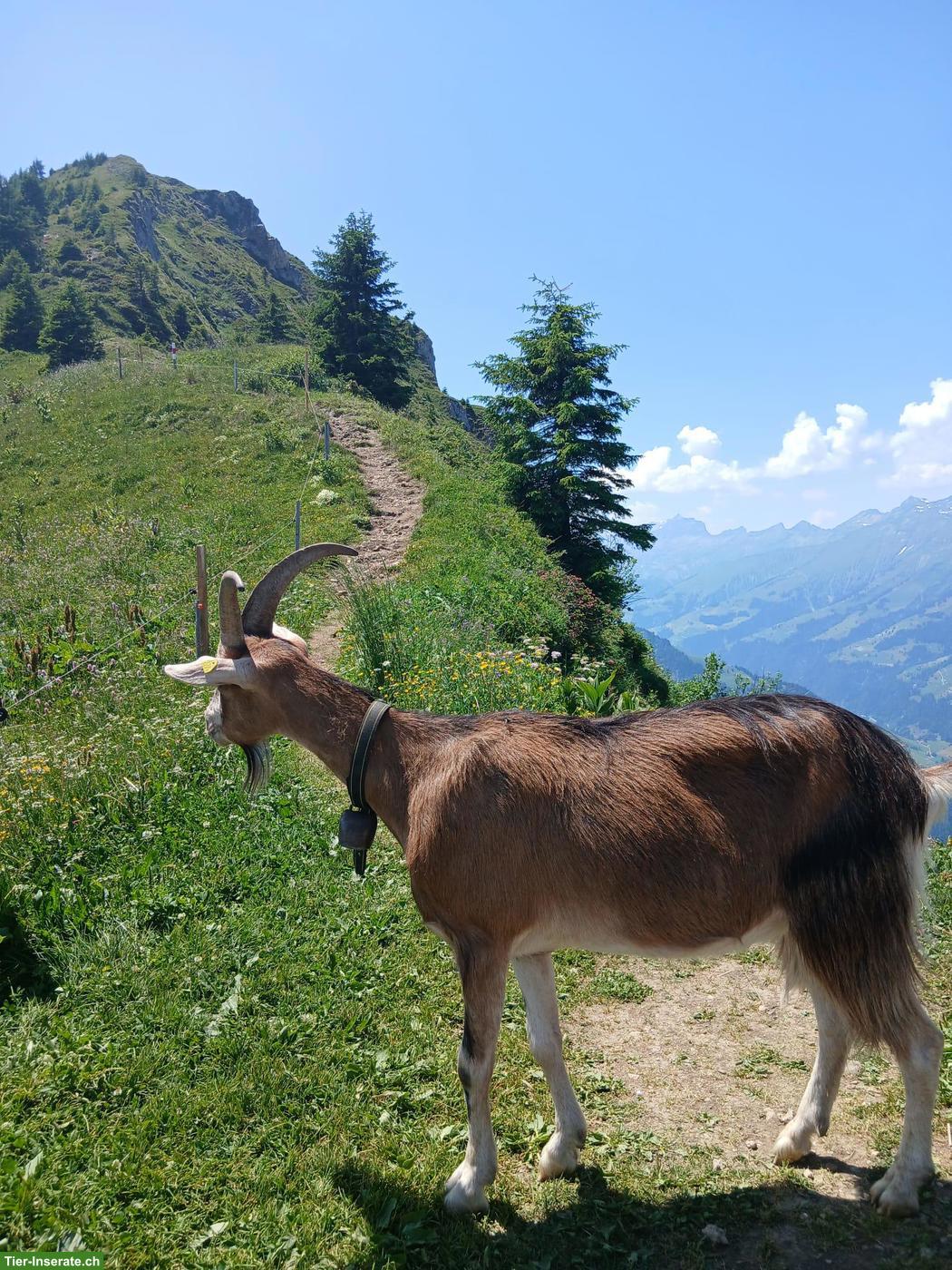 Bild 5: Kastrierter Ziegenbock, zutraulich, trekkingerfahren