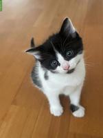 Kleiner süsser Kater abzugeben