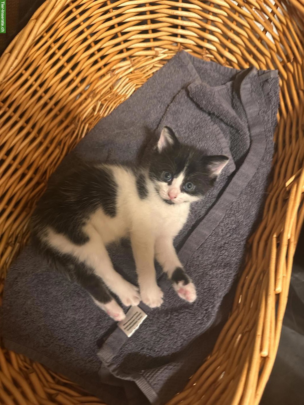 Bild 2: Kleiner süsser Kater abzugeben