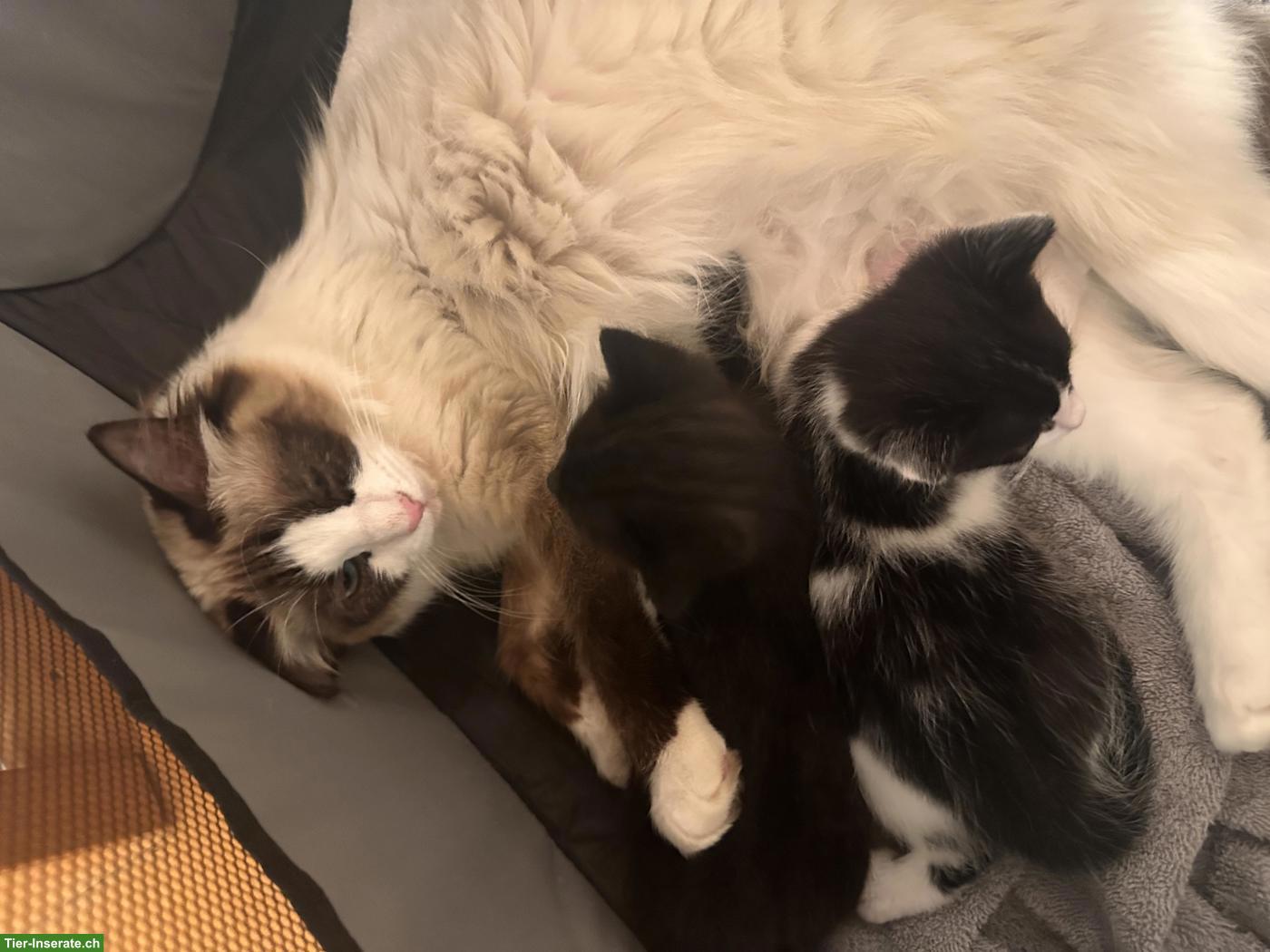 Bild 4: Kleiner süsser Kater abzugeben