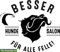 Job als Hundecoiffeuse in Baden AG