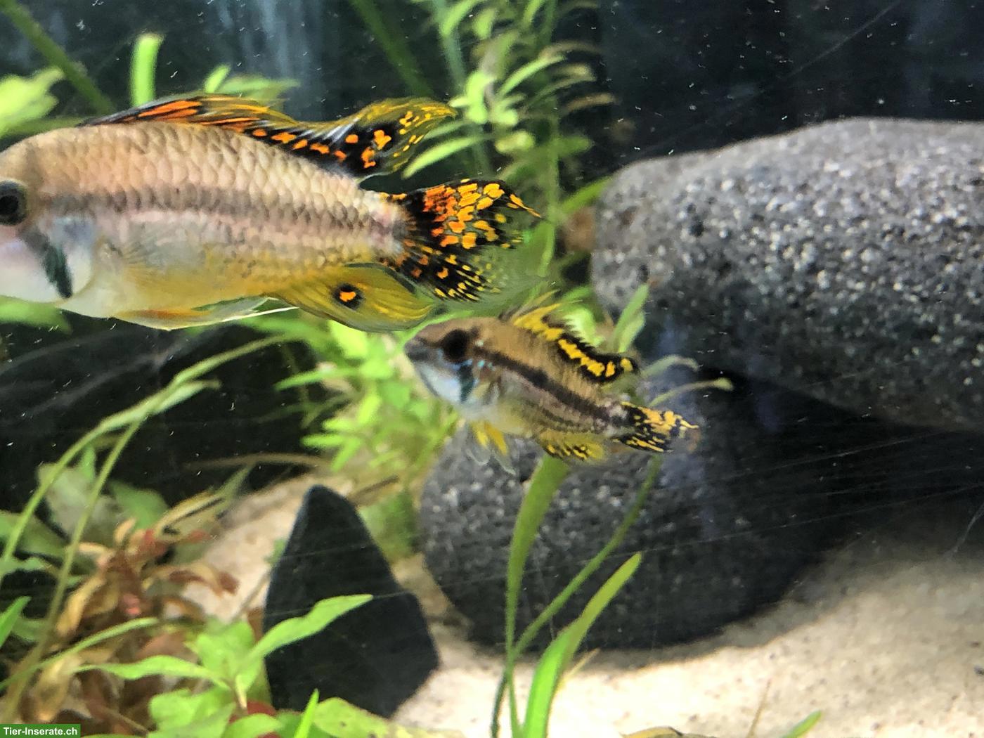 Kakadu Zwergbuntbarsch (Apistogramma cacatuoides), rot-orange