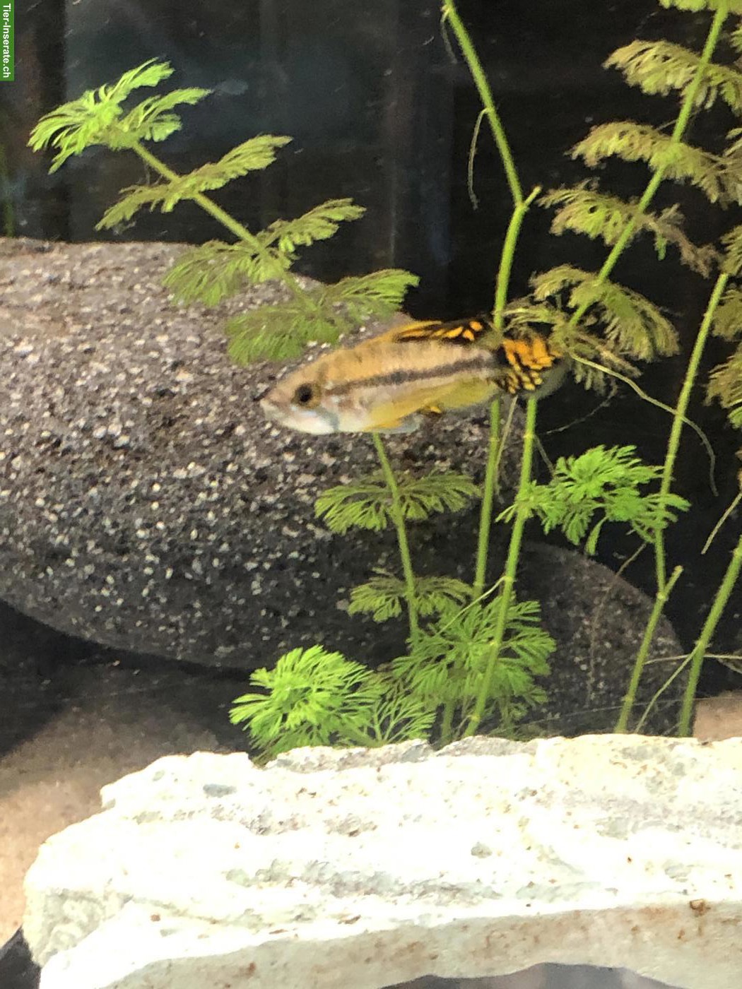 Bild 2: Kakadu Zwergbuntbarsch (Apistogramma cacatuoides), rot-orange