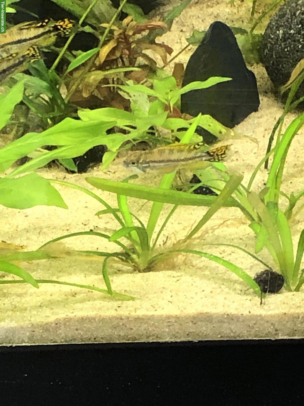 Bild 3: Kakadu Zwergbuntbarsch (Apistogramma cacatuoides), rot-orange