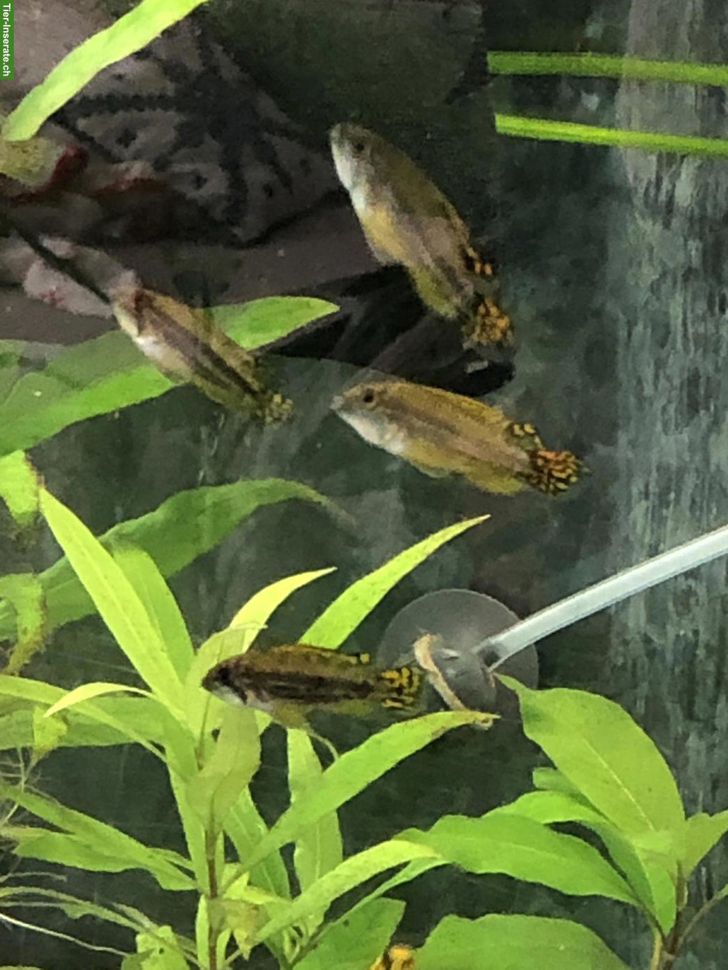 Bild 4: Kakadu Zwergbuntbarsch (Apistogramma cacatuoides), rot-orange