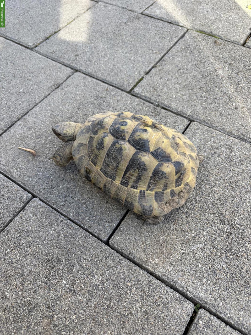 Griechische Landschildkröten Männchen, ca. 12-jährig