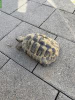 Griechische Landschildkröten Männchen, ca. 12-jährig