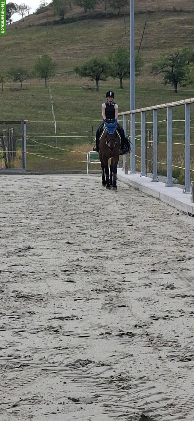 Suche Reitbeteiligung nähe Seewen/Hochwald SO