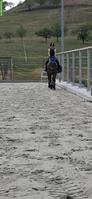 Suche Reitbeteiligung nähe Seewen/Hochwald SO