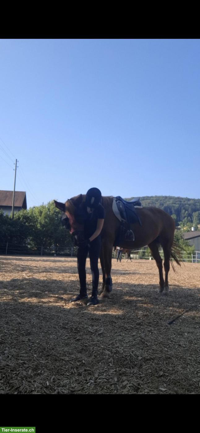 Bild 2: Suche Reitbeteiligung nähe Seewen/Hochwald SO