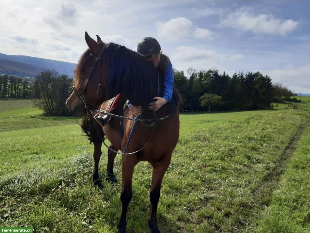 Bild 3: Suche Reitbeteiligung nähe Seewen/Hochwald SO