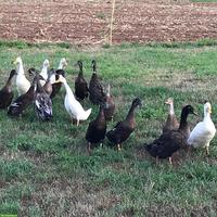 Junge Indische Laufenten aus Naturbrut